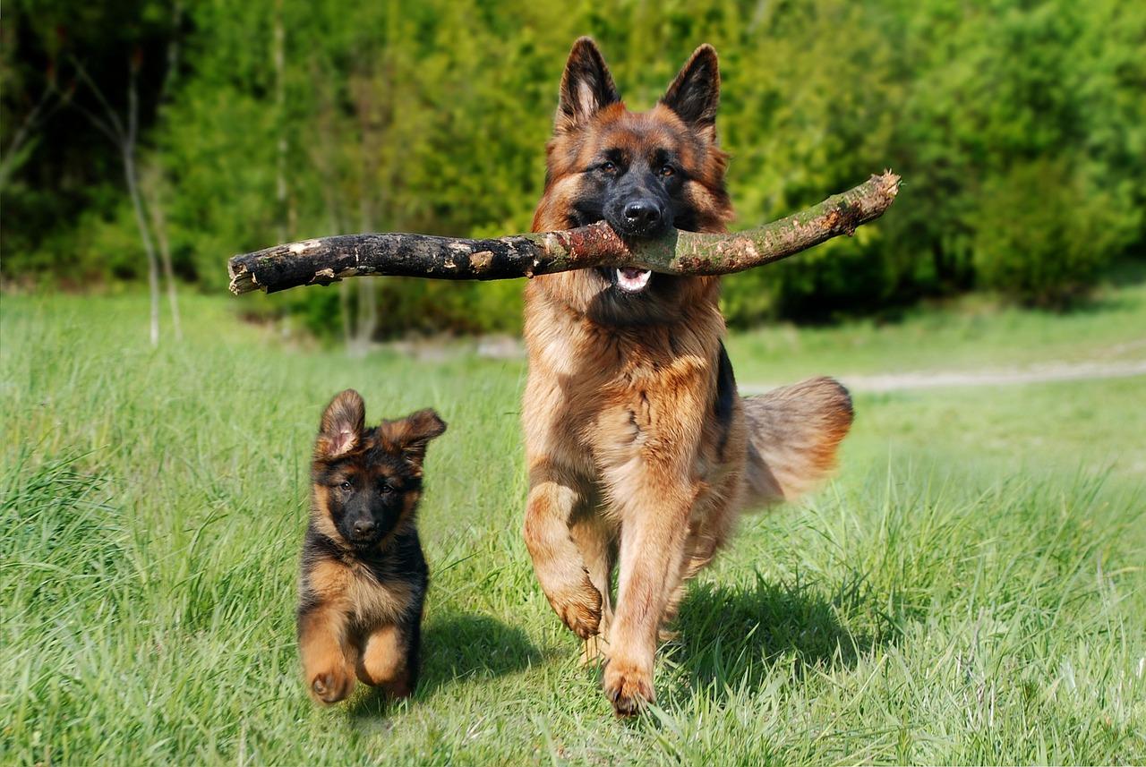 Come fare la toeletta al cane in casa: i passaggi