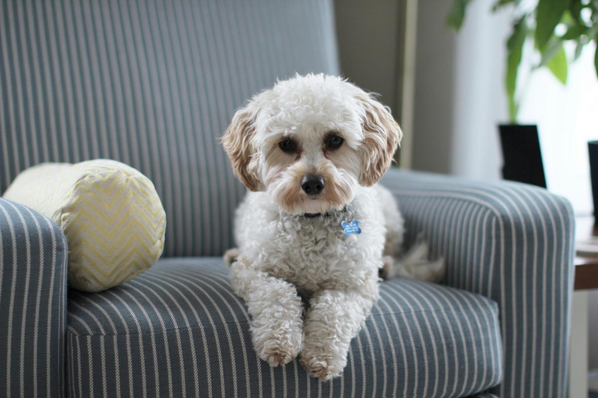 Quali sono i sintomi di alopecia del cane? Cause e cura