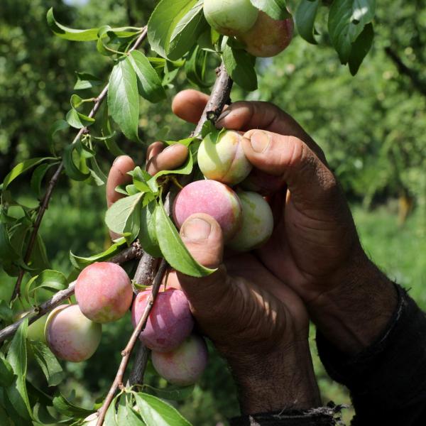 Contributi lavoratori agricoli: gli importi aggiornati per il 2023