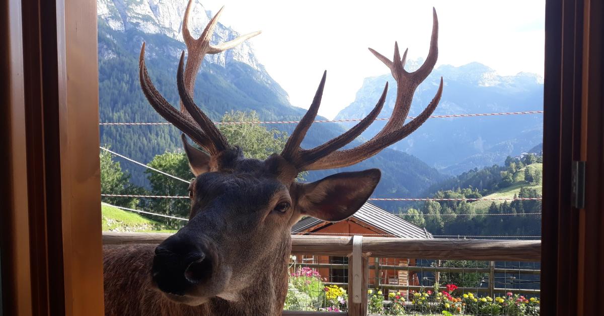 Belluno,  ucciso Bambotto il cervo mascotte di Pecol: il dolore e l…