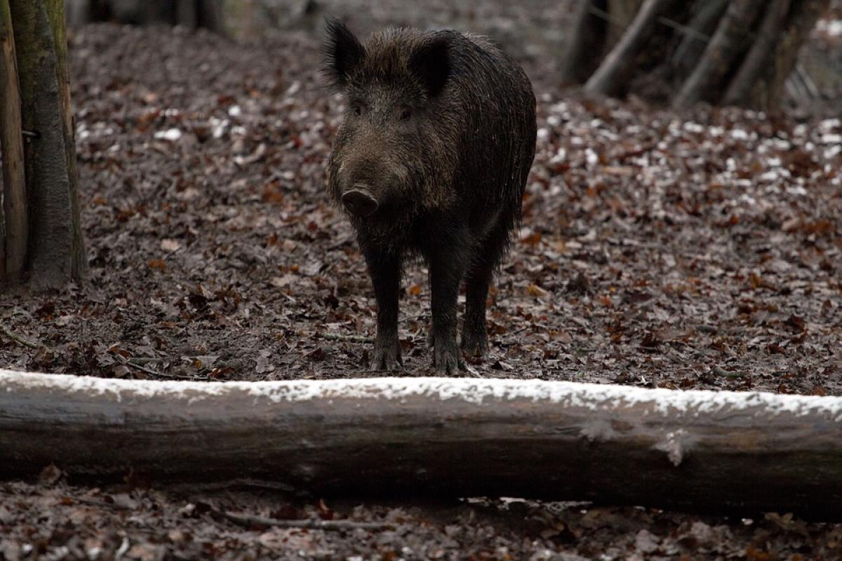 Che cos’è la trichinellosi, la malattia che mette in allarme la Pug…