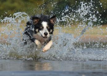 Intossicazione da acqua nel cane: cos’è, sintomi e cosa fare