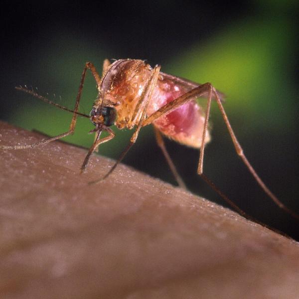 Che cos’è il West Nile, il virus del Nilo con sei casi accertati da maggio e una vittima in Lombardia