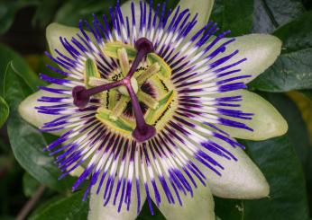 La passiflora contro ansia, nervosismo, disturbi del sonno, scopri come agisce sull’organismo