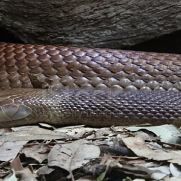 Australia, cerca di salvare i bambini: padre muore per il morso da un serpente bruno in un asilo nido