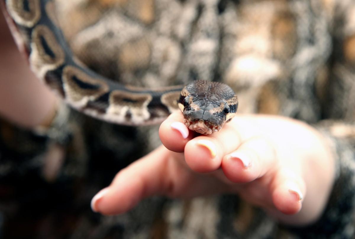 Albano, serpente cade in testa ad una donna e le avvolge il braccio…