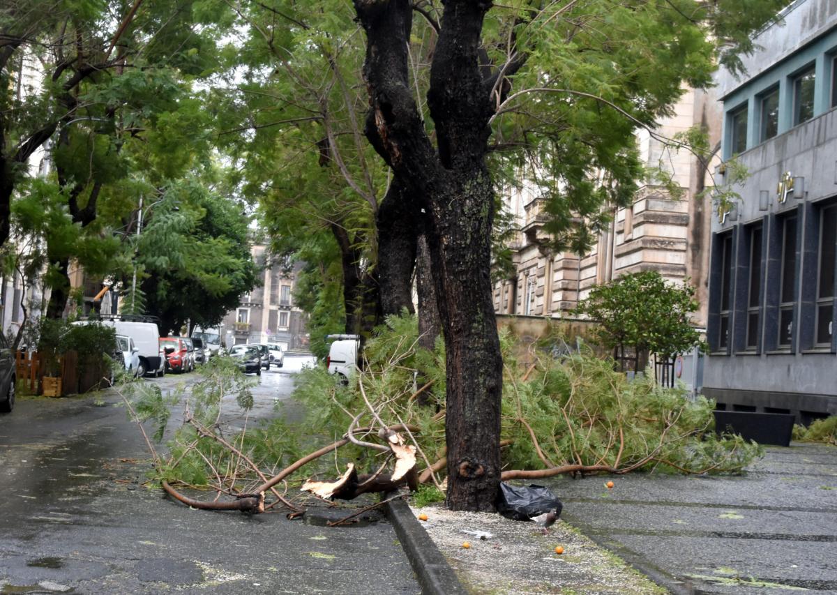 Protesta in Corso Belgio a Torino: bloccati i lavori contro l’abbat…