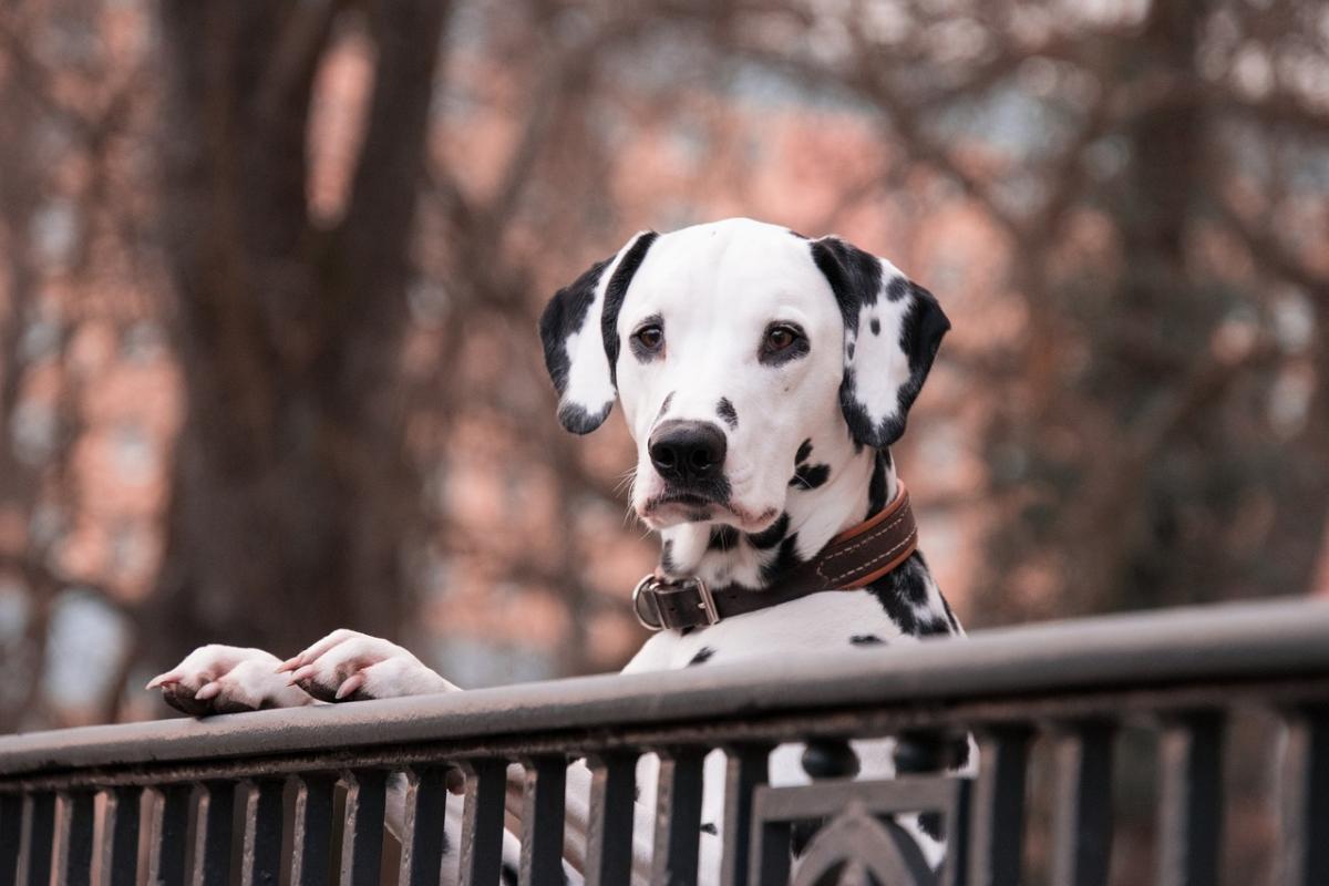 Qual è il cane che puzza di meno?