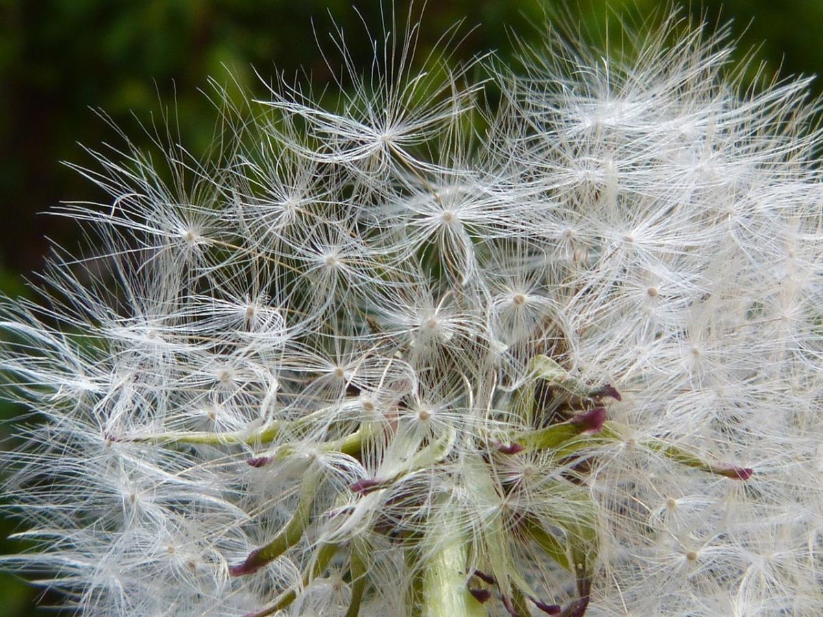 Vaccino anti allergia, chi può farlo, come funziona l’immunizzazion…