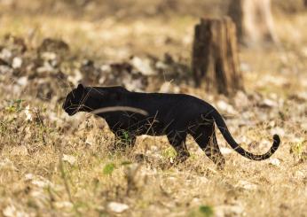 Pantera ad Eboli, l’allarme del veterinario: “Fate attenzione”