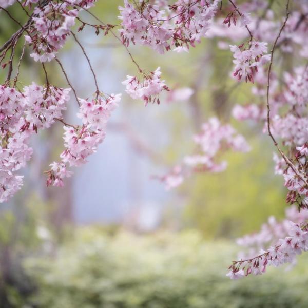 Giardino fiorito o terrazzo da sogno? Bonus Verde 2024: fino a 1.800€ sulla spesa. Facile, conveniente e realizzabile! Ecco come