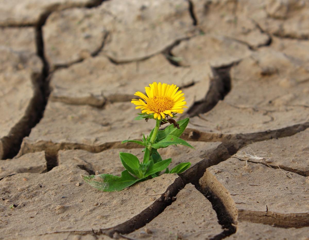 Giornata Mondiale dell’Alimentazione 2023: il tema scelto e tutte l…