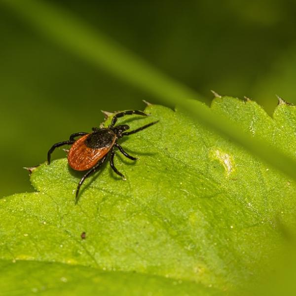 Malattia di Lyme, cos’è e perché si diffonde