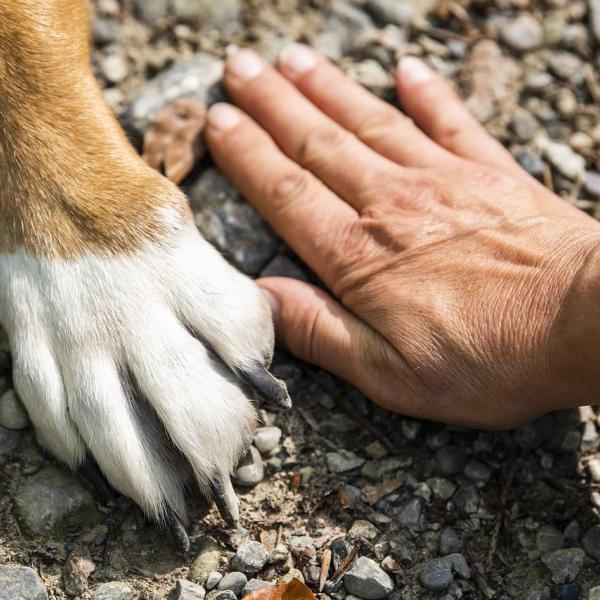 I detenuti cureranno i cuccioli della scuola cani guida per ciechi