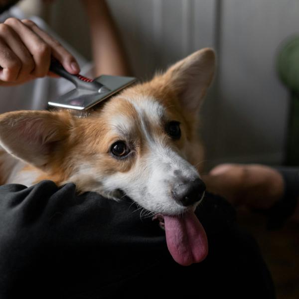 Qual è la miglior spazzola per cane? Come prendersi cura del pelo di Fido