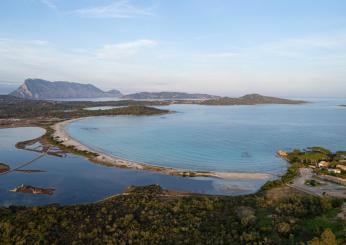 Cos’è la posidonia, l’alga verde che ha invaso le acque di Cala Brandinchi in Sardegna