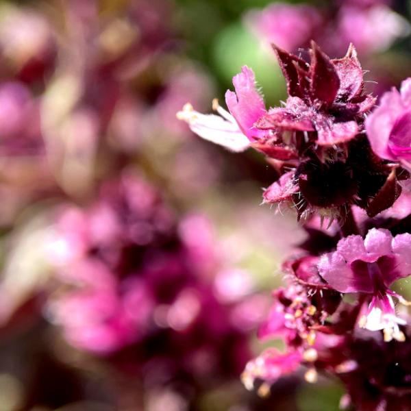 Cosa si cura con la Belladonna: benefici, uso e controindicazioni