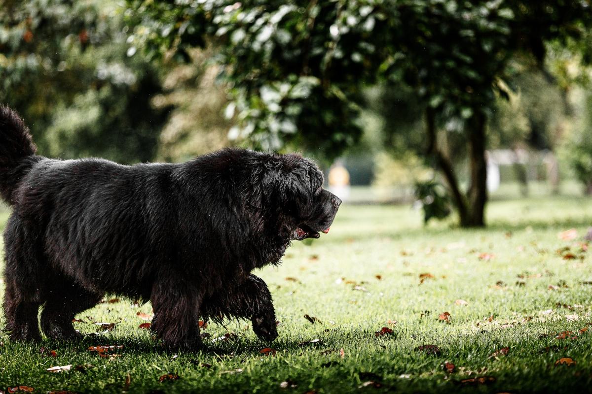 Lucca, bimbo di un anno e mezzo azzannato al volto da un cane