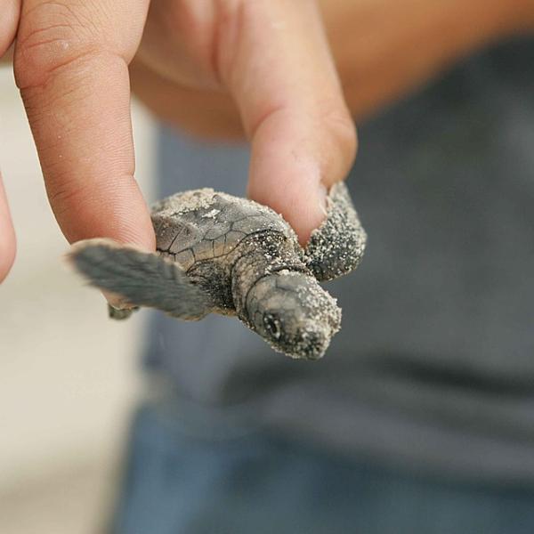 Lampedusa, nati i primi esemplari di tartaruga Caretta Caretta: sono 146