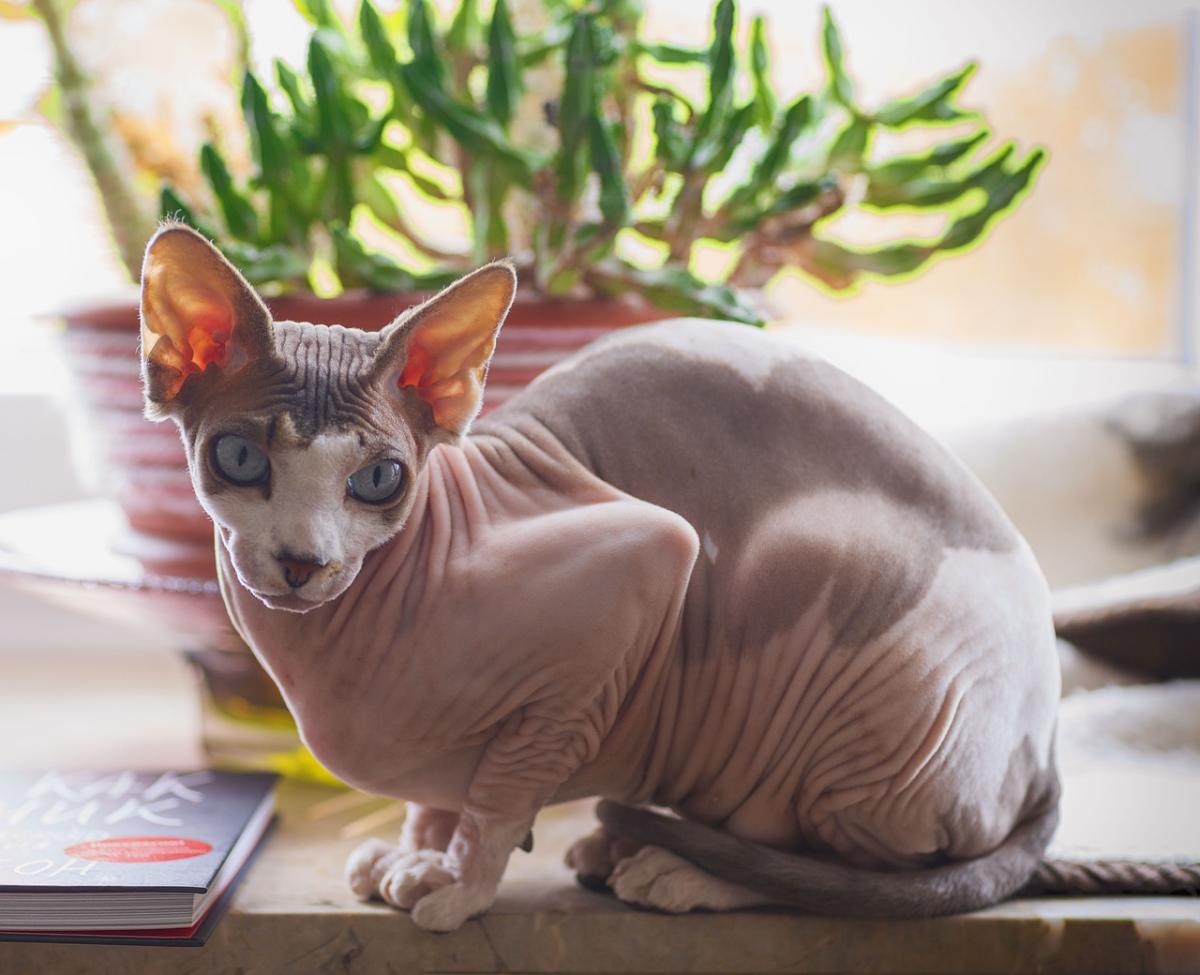 Sphynx: carattere, prezzo e difetti. Tutto sulla razza del gatto di…