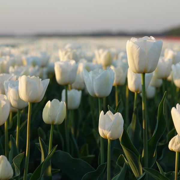 Che cosa vedere a Haarlem in Olanda: tulipani, storia e monumenti