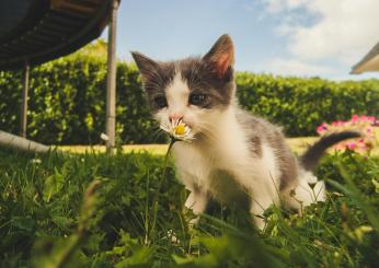 Posso lasciare il gatto libero in giardino? Quali sono i rischi e cosa fare per evitarli