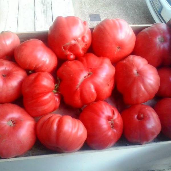 Pomodori, a cosa fanno bene e perché mangiarli