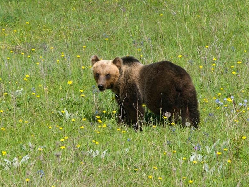 Orso nel Parco d'Abruzzo