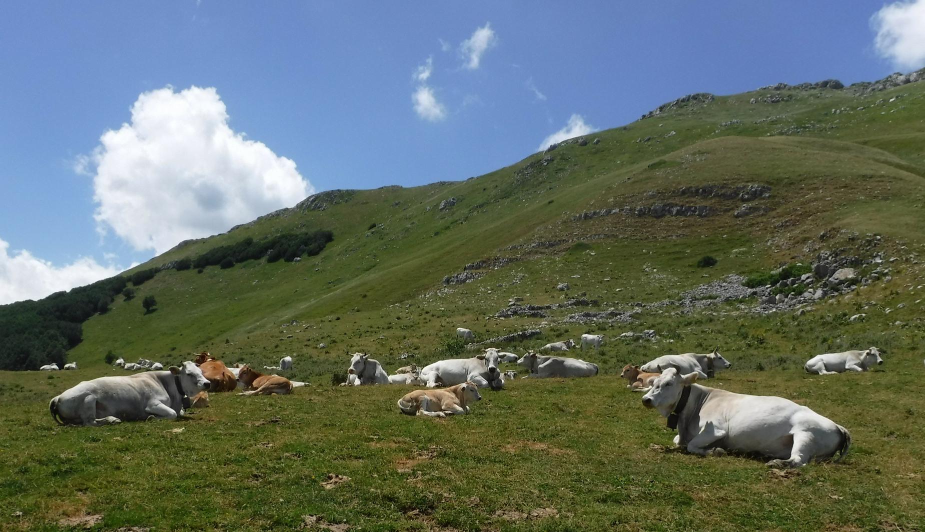 Mucche al pascolo nel Parco nazionale d'Abruzzo