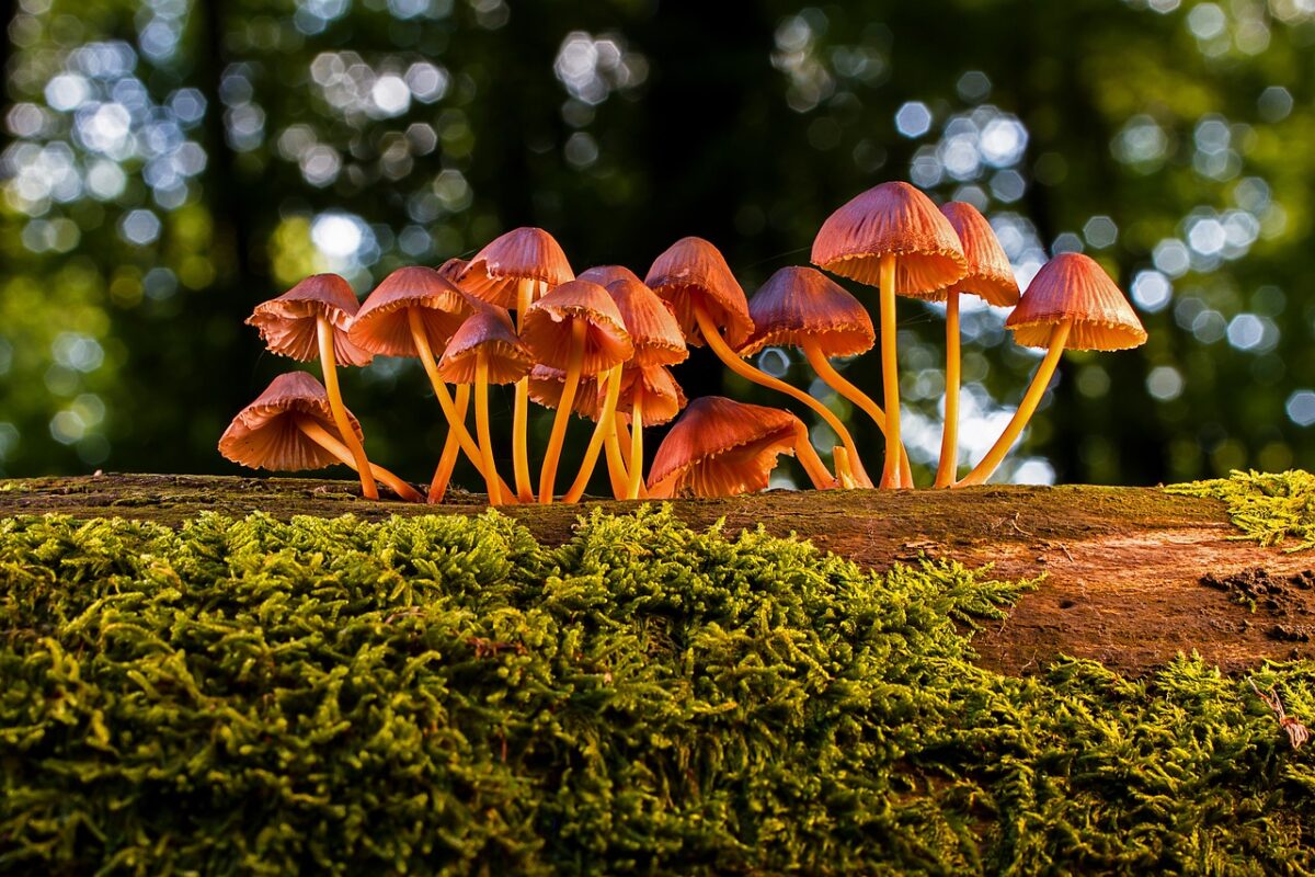 Come prevenire l'avvelenamento da funghi? Le regole fondamentali, parla l'esperto Giovanni Rossi