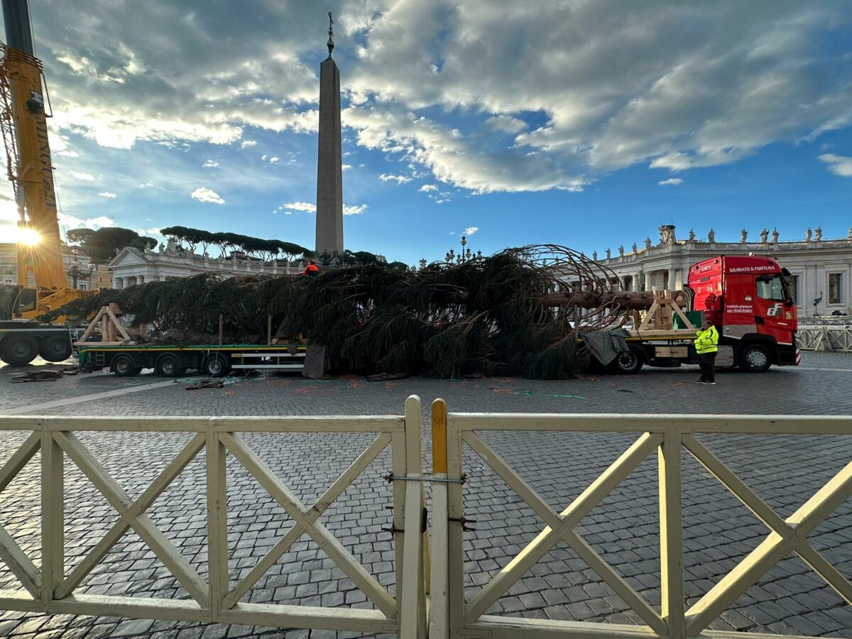 Natale 2023 albero San Pietro