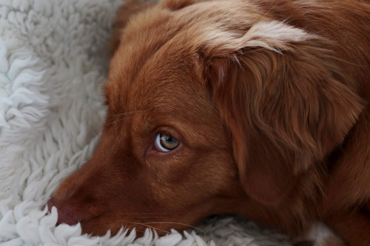 Come capire se il mio cane ha una gravidanza isterica?