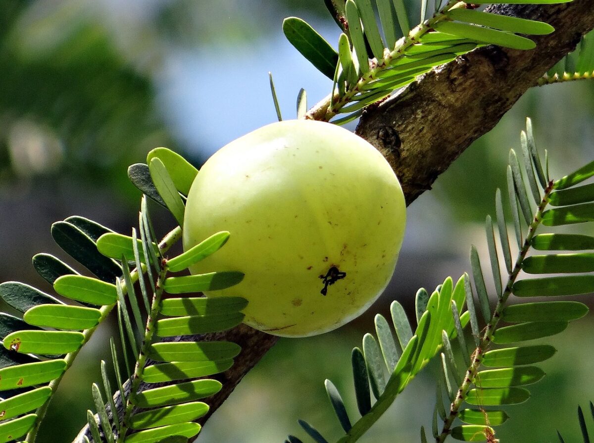 Tutti i benefici dell'amla: gusto, calorie e consumo