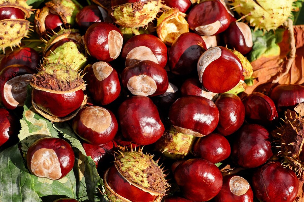 Bucce di castagne per i capelli, 5 ricette per contrastare la perdi...