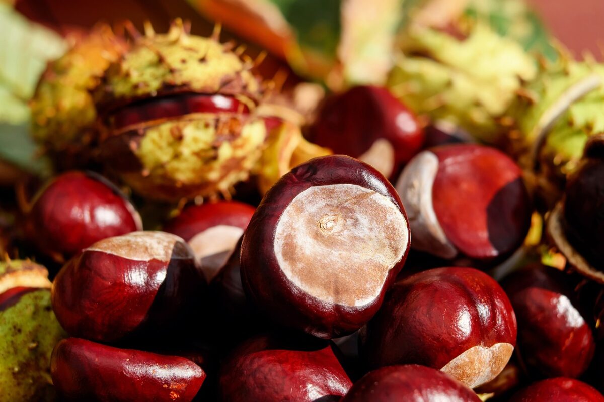 Castagne per capelli fragili e rovinati: benefici, maschere e consigli