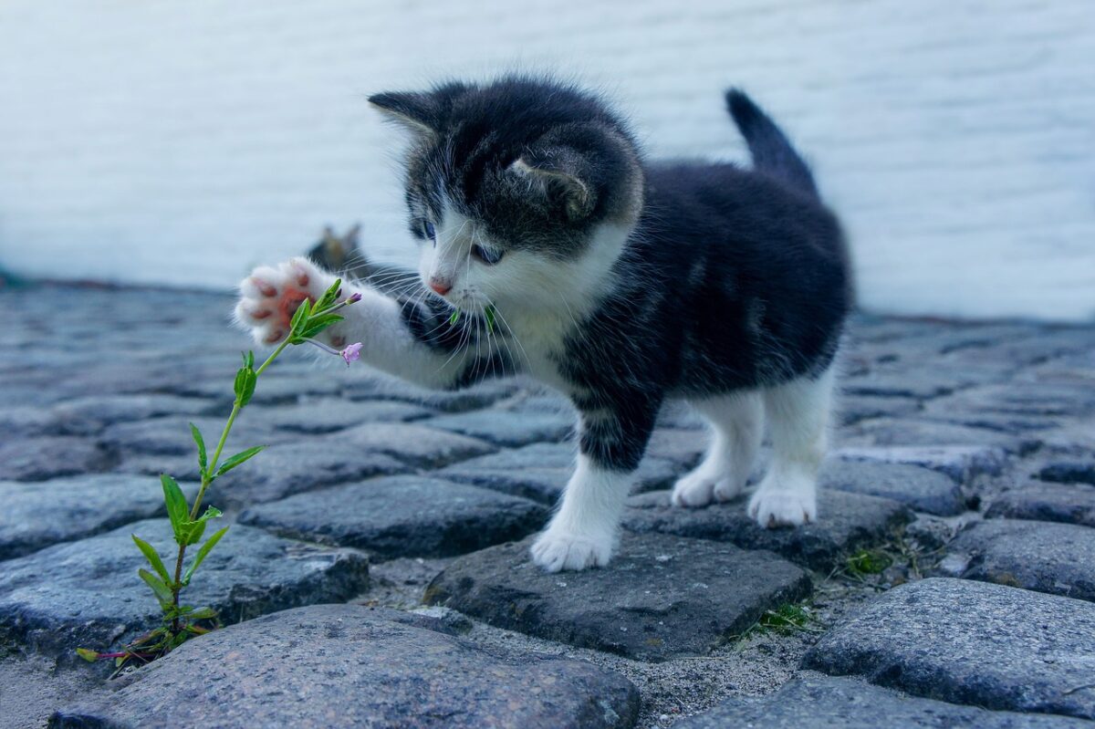 Qual è il gatto più affettuoso? Ecco le razze più socievoli