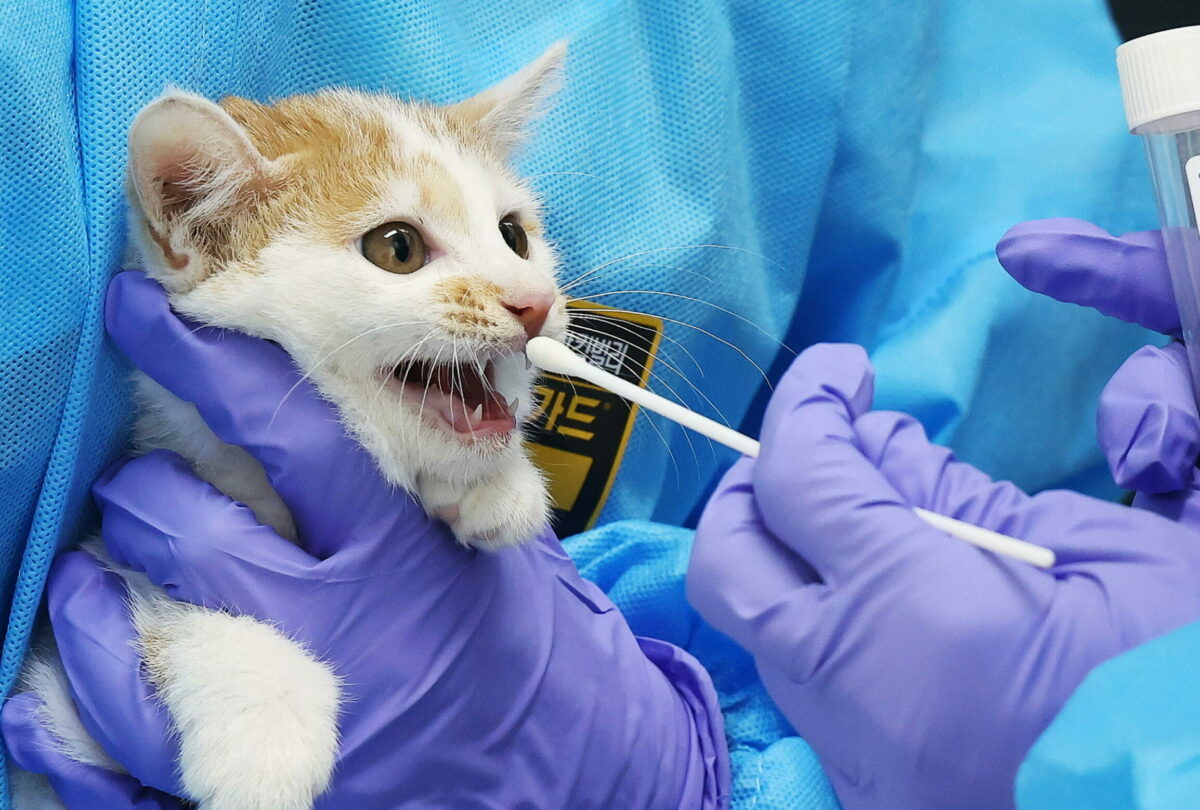 Scoperto nuovo ceppo di coronavirus "felino": ha provocato 8mila decessi tra i gatti