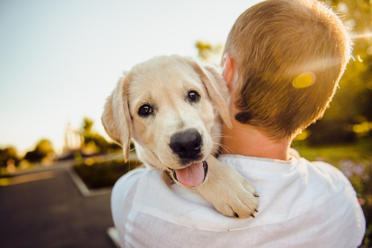 Malattia respiratoria dei cani: cos'è e quali sono i sintomi dell'infezione che ha già colpito 200 esemplari negli Stati Uniti