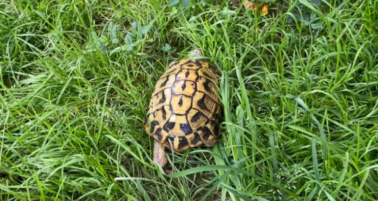 Cosa fare se si trova una tartaruga in giardino o per strada?