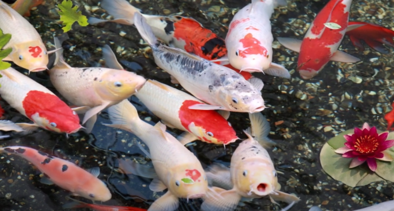 Come riconoscere una carpa koi e distinguerla da un pesce rosso?