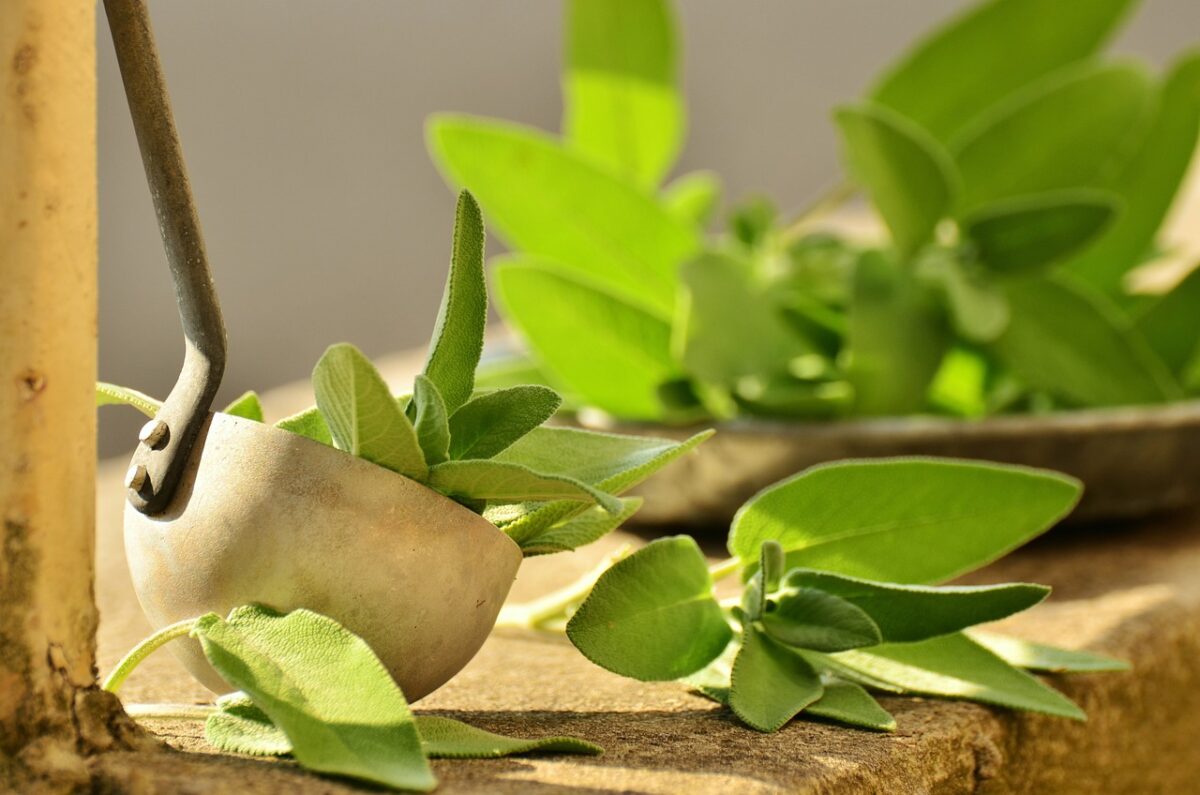 Salvia per i capelli, come usarla per una chioma pulita e sana: 5 m...