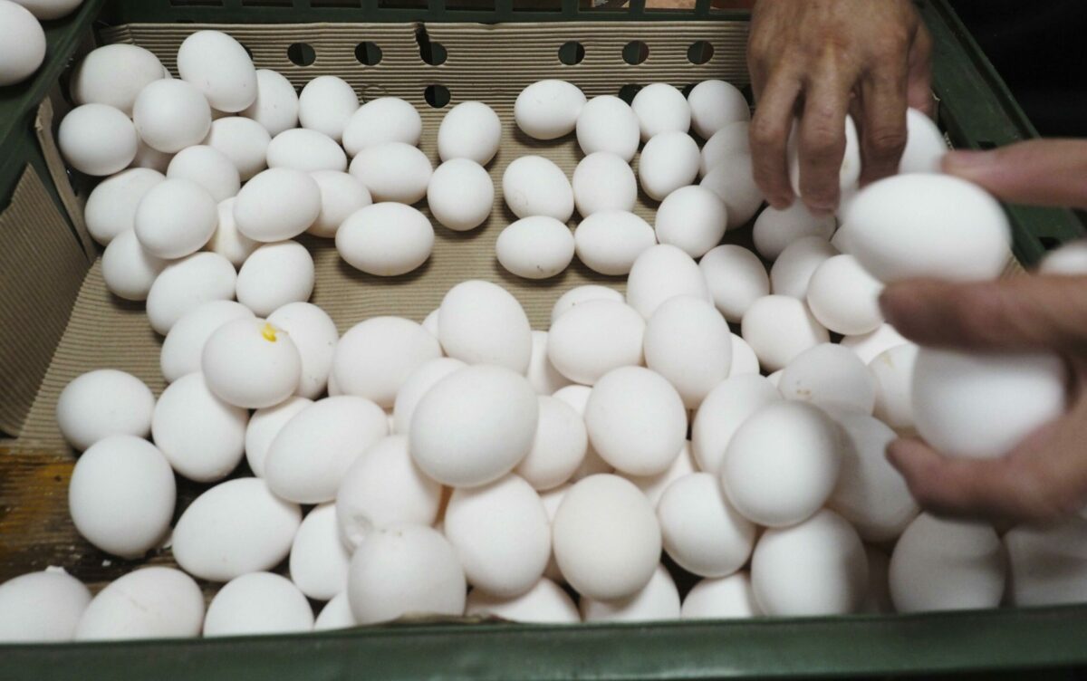 Allarme uova contaminate in Francia: "Alta concentrazione di sostanze tossiche"