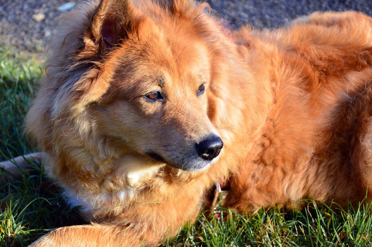 Quando viene usata la pet therapy? Ecco i benefici e le sfide da vi...