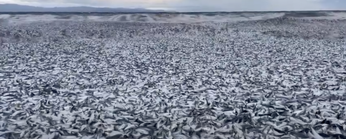 Giappone, pesci morti sulla costa di Hakodate: la causa e le indagini delle autorità | VIDEO