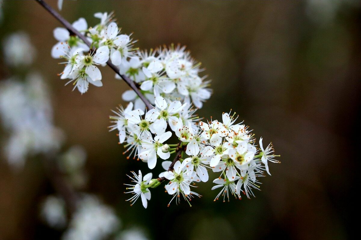 Benefici del biancospino, come usarlo? Caratteristiche e controindi...