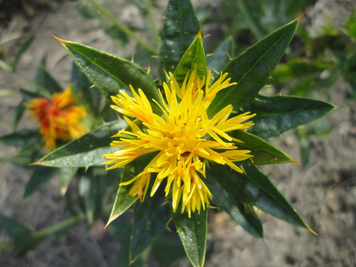 Benefici dell'olio di cartamo per i capelli: aiuta contro alopecia ...