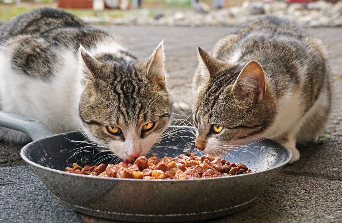 Quanto cibo umido deve mangiare un gatto? I consigli per una corret...