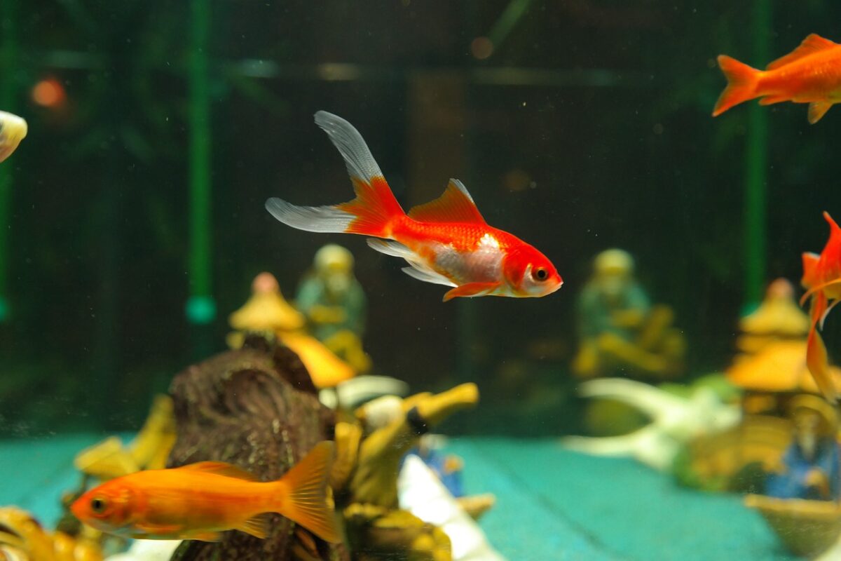 Acquario piccolo: perchè evitare i pesci rossi - AquaYama