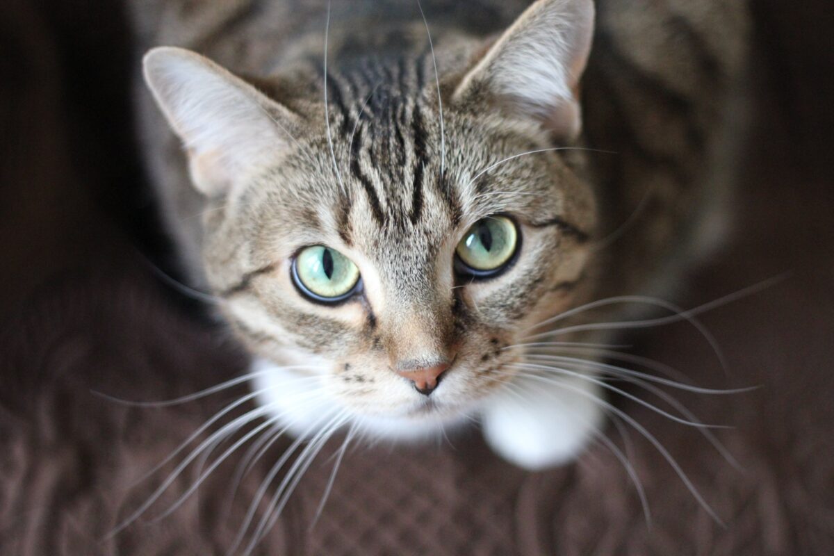 Chieti, ventenne sale sul tetto per cercare il gatto e precipita nel vuoto a Filetto