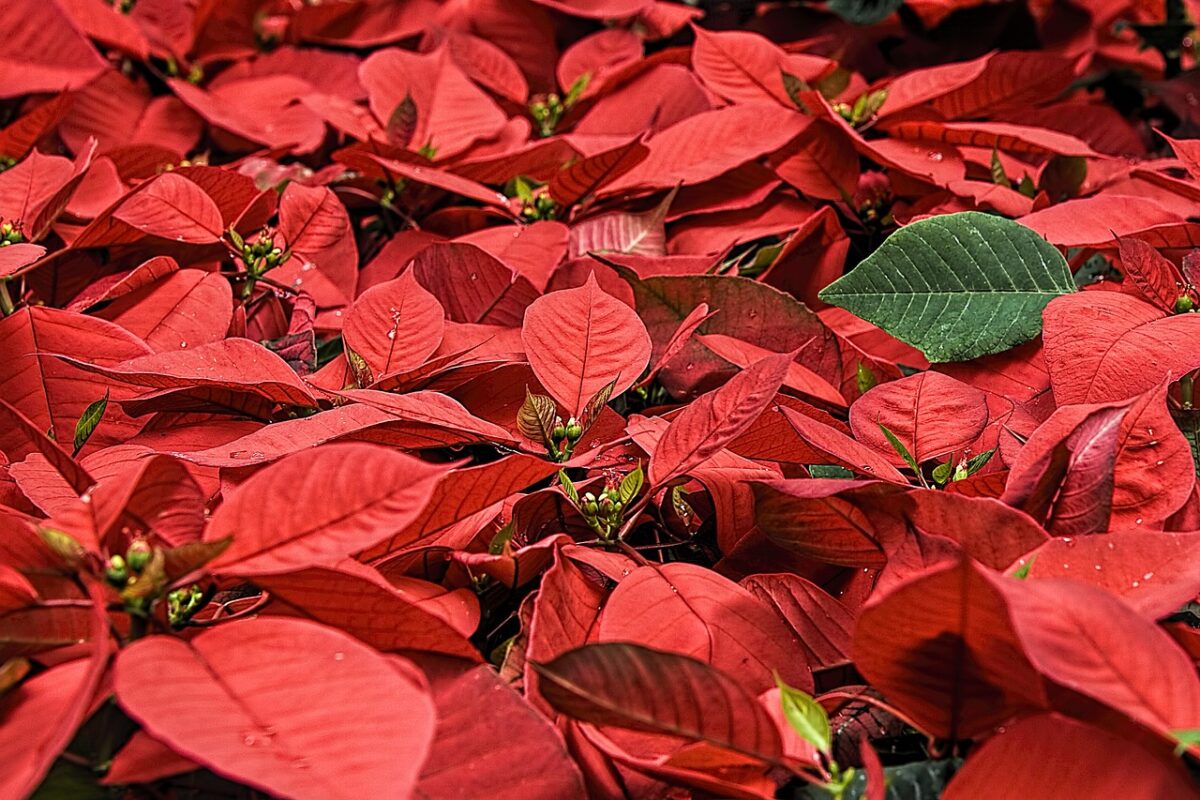 Stelle di Natale: come curarle e farle durare di più. Deve stare all'interno o all'esterno?